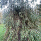 Weeping Birch (Betula pendula) - Zone 2 - 300+ Seeds