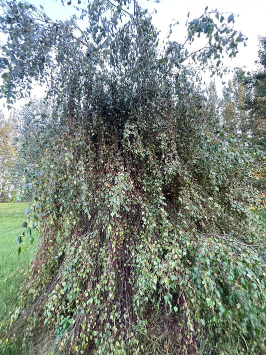 Weeping Birch (Betula pendula) - Zone 2 - 300+ Seeds