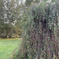 Weeping Birch (Betula pendula) - Zone 2 - 300+ Seeds