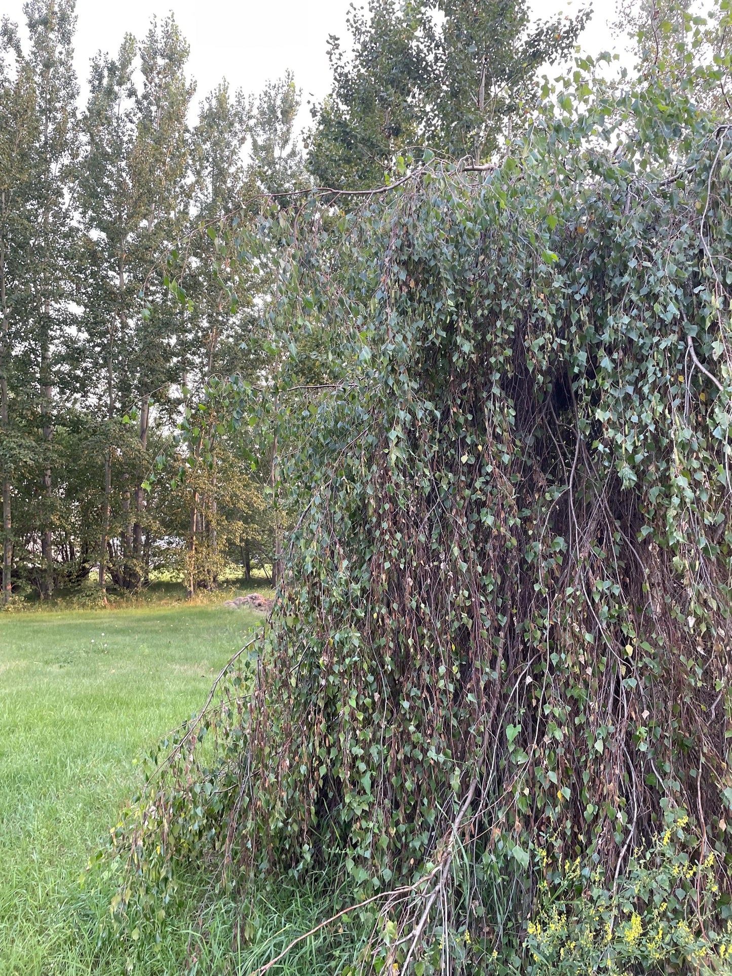 Weeping Birch (Betula pendula) - Zone 2 - 300+ Seeds