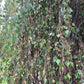 Weeping Birch (Betula pendula) - Zone 2 - 300+ Seeds