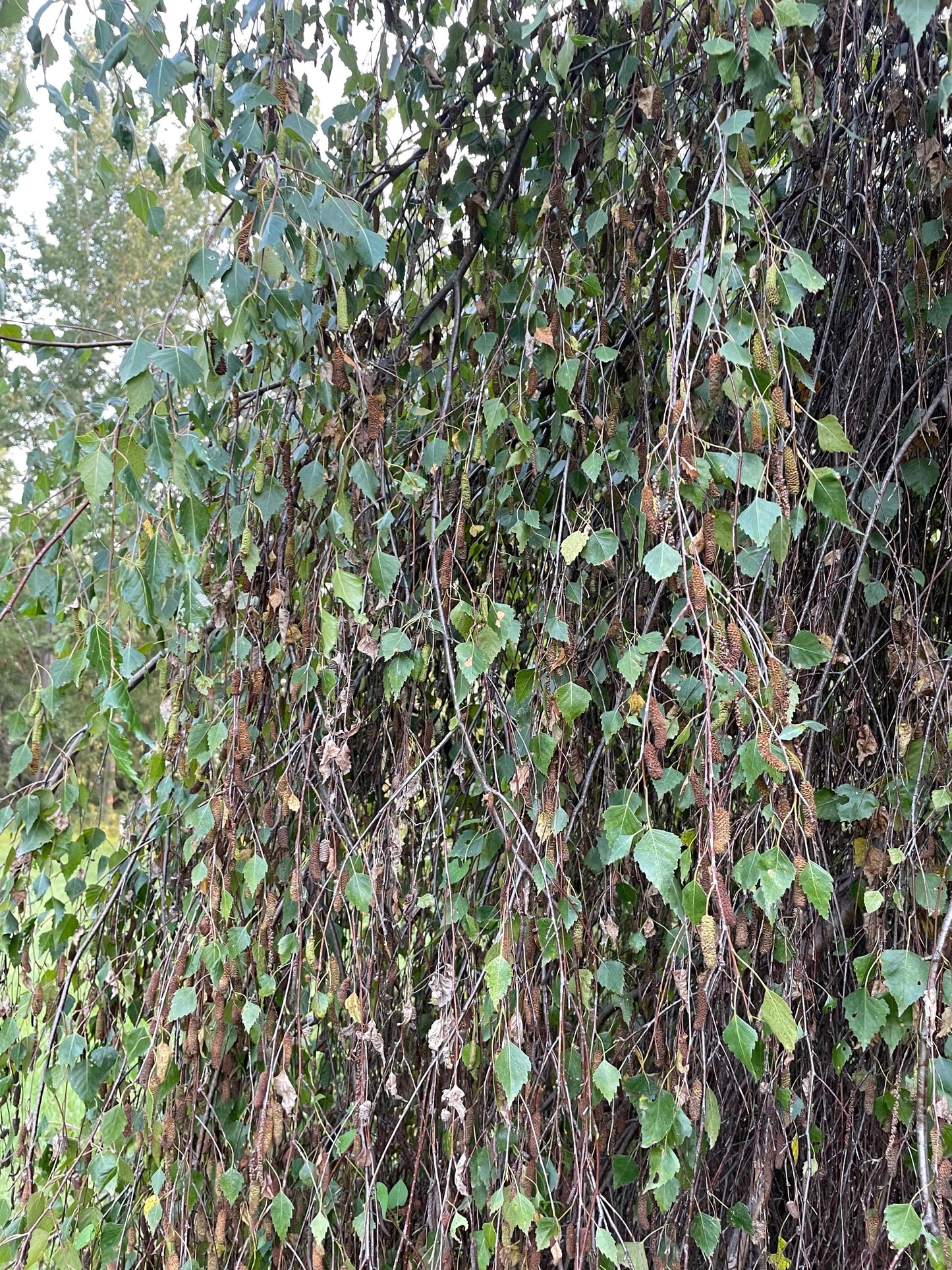 Weeping Birch (Betula pendula) - Zone 2 - 300+ Seeds