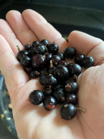 Wild American Black Currant · 2