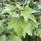 Grosella negra americana silvestre (Ribes americanum) - Arbusto de bayas - Zona 3 - Más de 30 semillas
