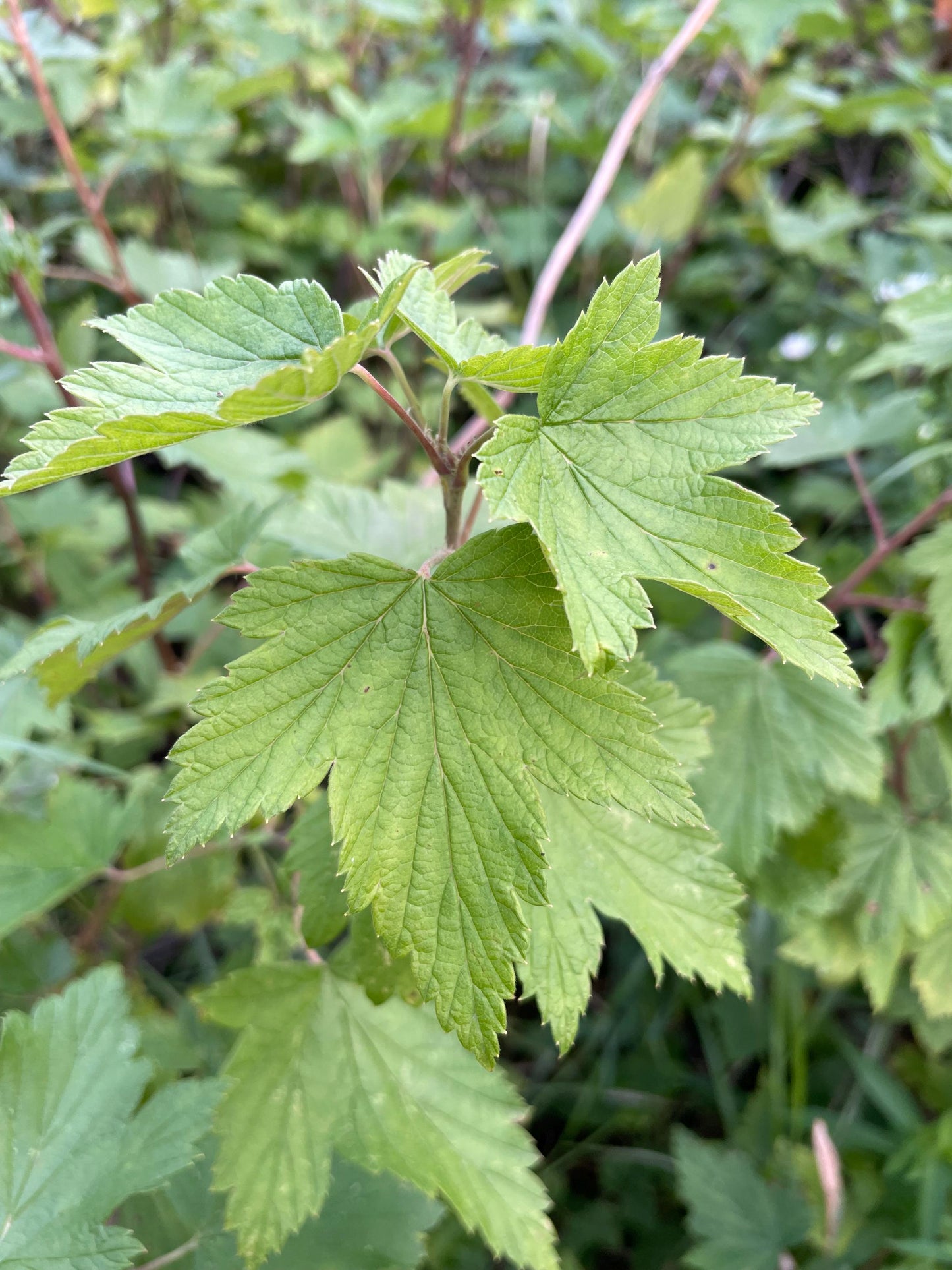 Wild American Black Currant (Ribes americanum) -  Berry Bush - Zone 3 - 30+ Seeds