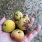 Semillas de pera de Ussuri (Pyrus ussuriensis) - Zona 3 - 40+ semillas