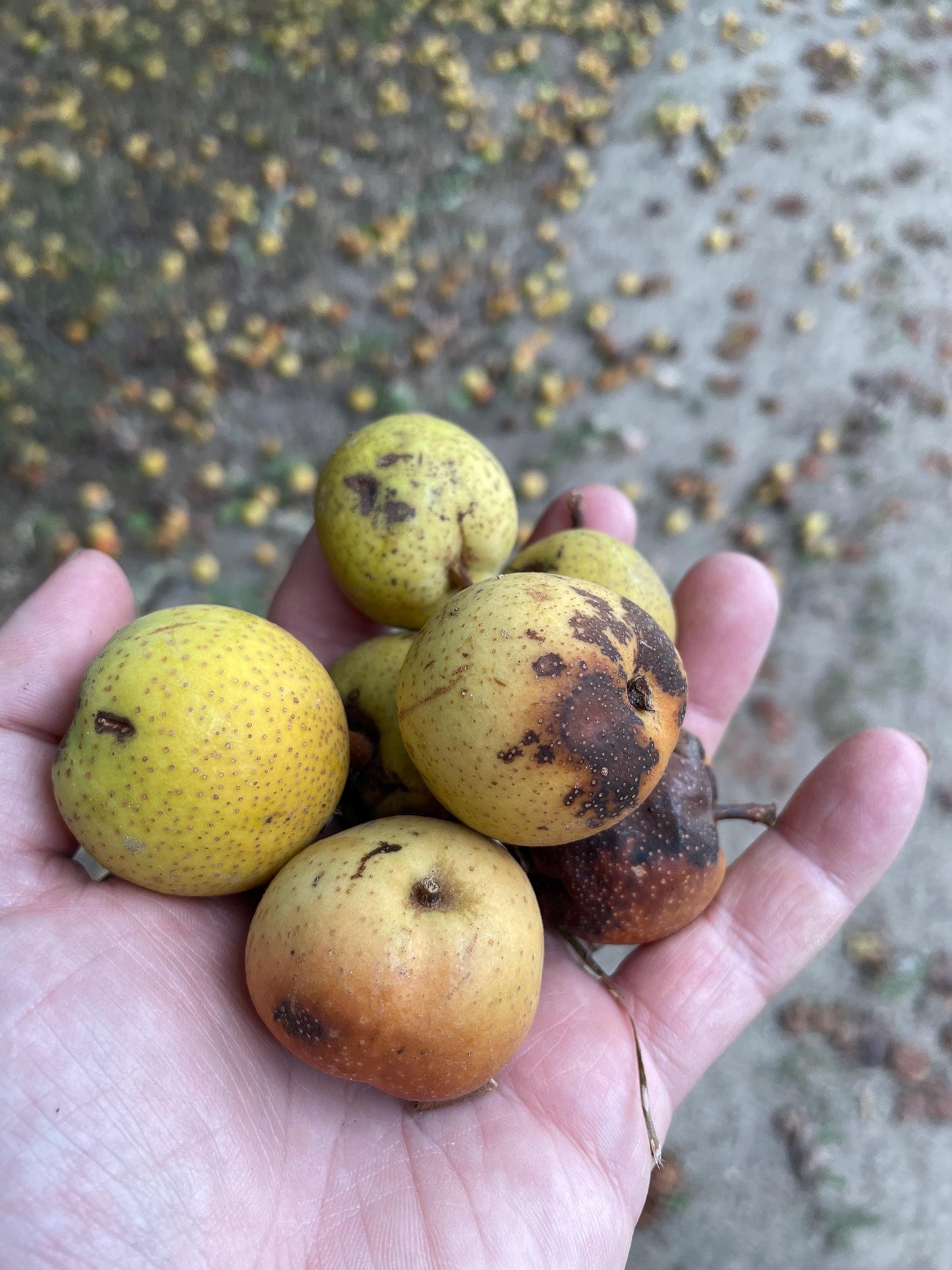 Ussurian Pear Seeds (Pyrus ussuriensis) - Zone 3 - 40+ Seeds