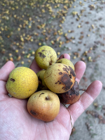 Ussurian Pear Seeds