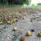 Semillas de pera de Ussuri (Pyrus ussuriensis) - Zona 3 - 40+ semillas