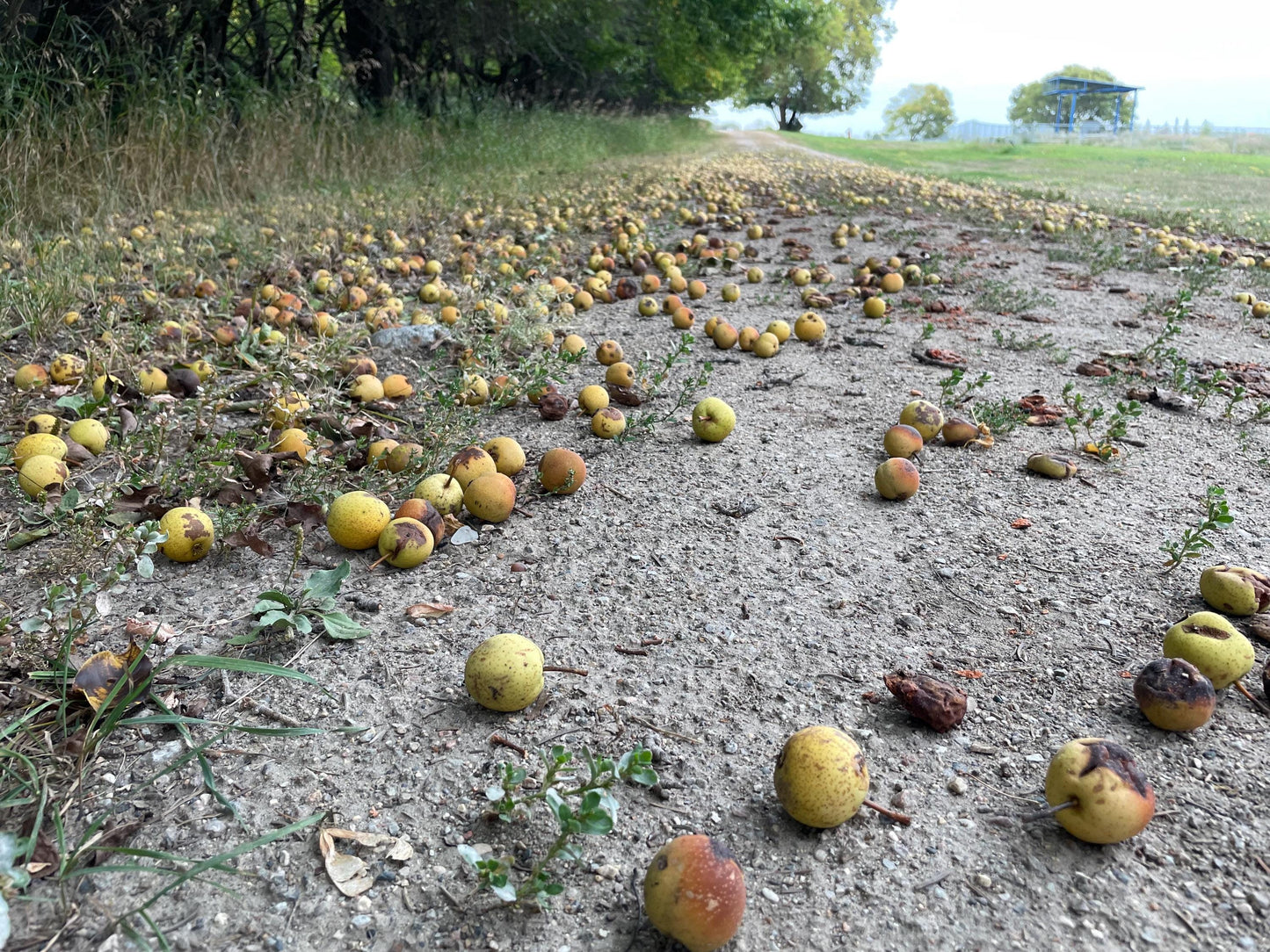 Ussurian Pear Seeds (Pyrus ussuriensis) - Zone 3 - 40+ Seeds