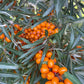 Espino cerval de mar de cinturón protector (Hippophae rhamnoides 'Indian Summer') - Zona 3 - 50+ semillas