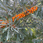 Espino cerval de mar de cinturón protector (Hippophae rhamnoides 'Indian Summer') - Zona 3 - 50+ semillas