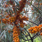 Espino cerval de mar de cinturón protector (Hippophae rhamnoides 'Indian Summer') - Zona 3 - 50+ semillas