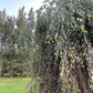 Weeping Birch (Betula pendula) - Zone 2 - 300+ Seeds