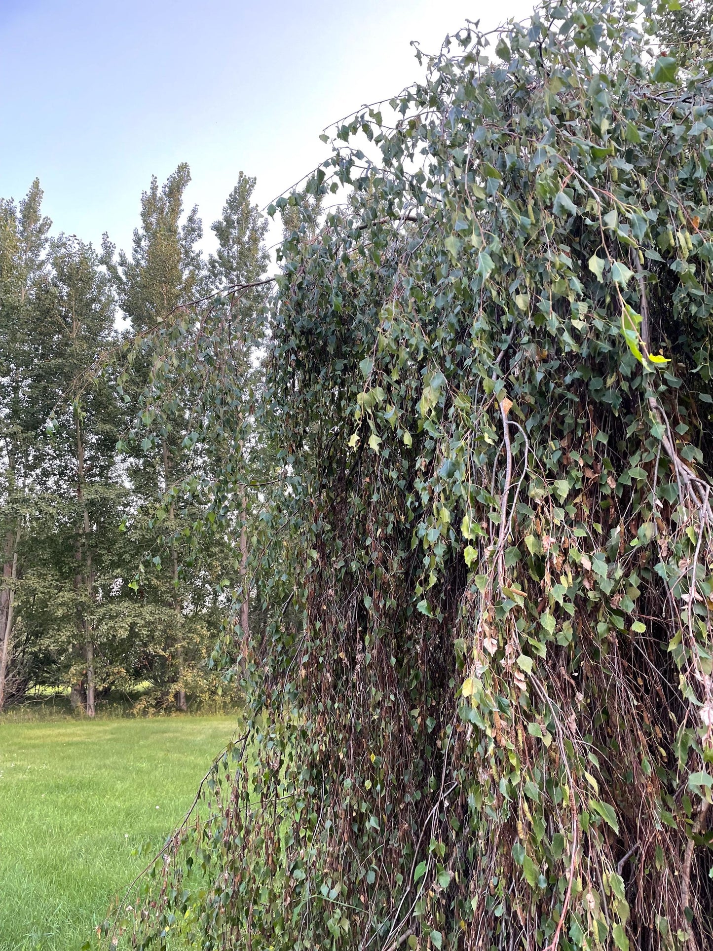 Weeping Birch (Betula pendula) - Zone 2 - 300+ Seeds