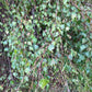 Weeping Birch (Betula pendula) - Zone 2 - 300+ Seeds