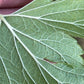 Grosella negra americana silvestre (Ribes americanum) - Arbusto de bayas - Zona 3 - Más de 30 semillas