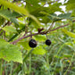 Grosella negra americana silvestre (Ribes americanum) - Arbusto de bayas - Zona 3 - Más de 30 semillas