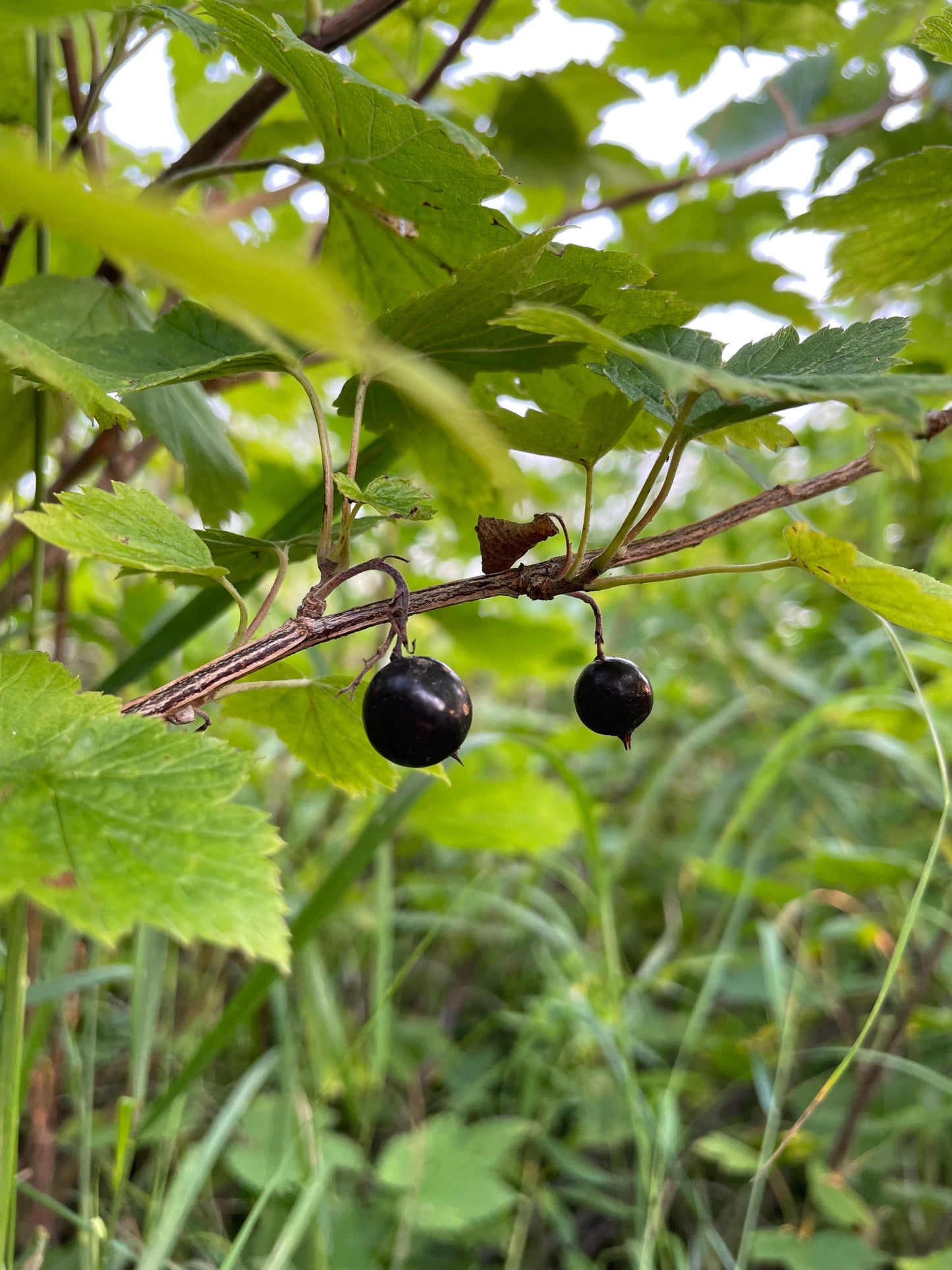 Wild American Black Currant (Ribes americanum) -  Berry Bush - Zone 3 - 30+ Seeds