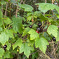 Grosella negra americana silvestre (Ribes americanum) - Arbusto de bayas - Zona 3 - Más de 30 semillas