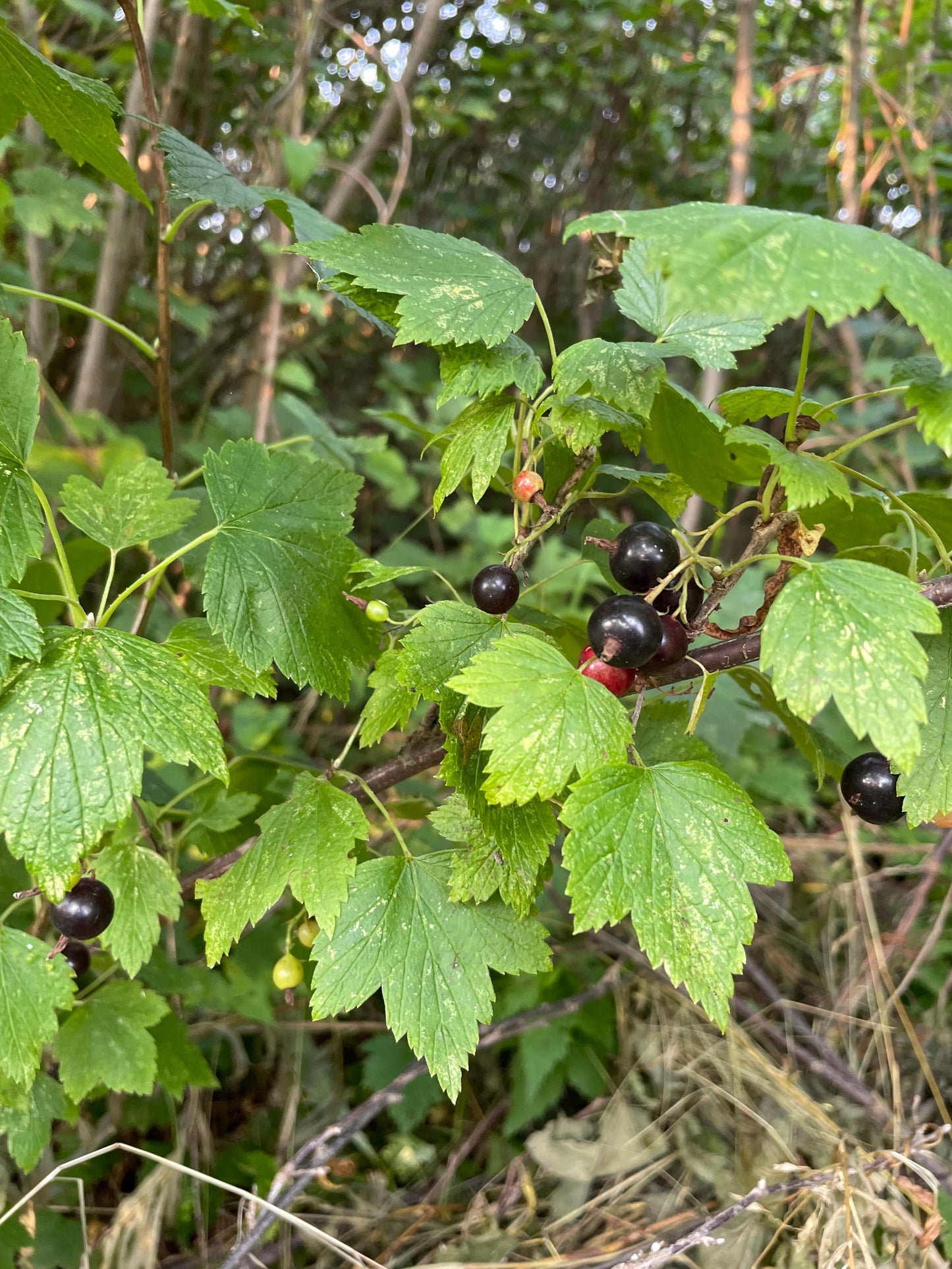 Wild American Black Currant (Ribes americanum) -  Berry Bush - Zone 3 - 30+ Seeds