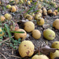 Semillas de pera de Ussuri (Pyrus ussuriensis) - Zona 3 - 40+ semillas