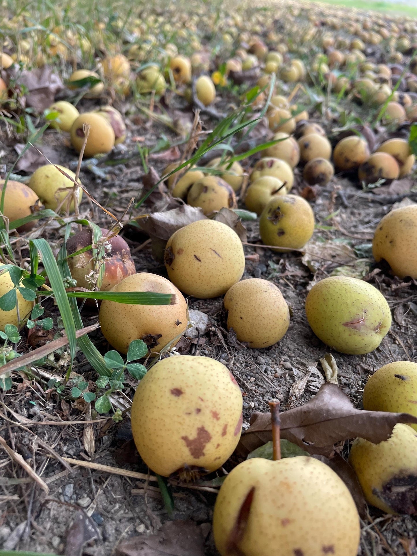 Ussurian Pear Seeds (Pyrus ussuriensis) - Zone 3 - 40+ Seeds