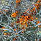 Espino cerval de mar de cinturón protector (Hippophae rhamnoides 'Indian Summer') - Zona 3 - 50+ semillas