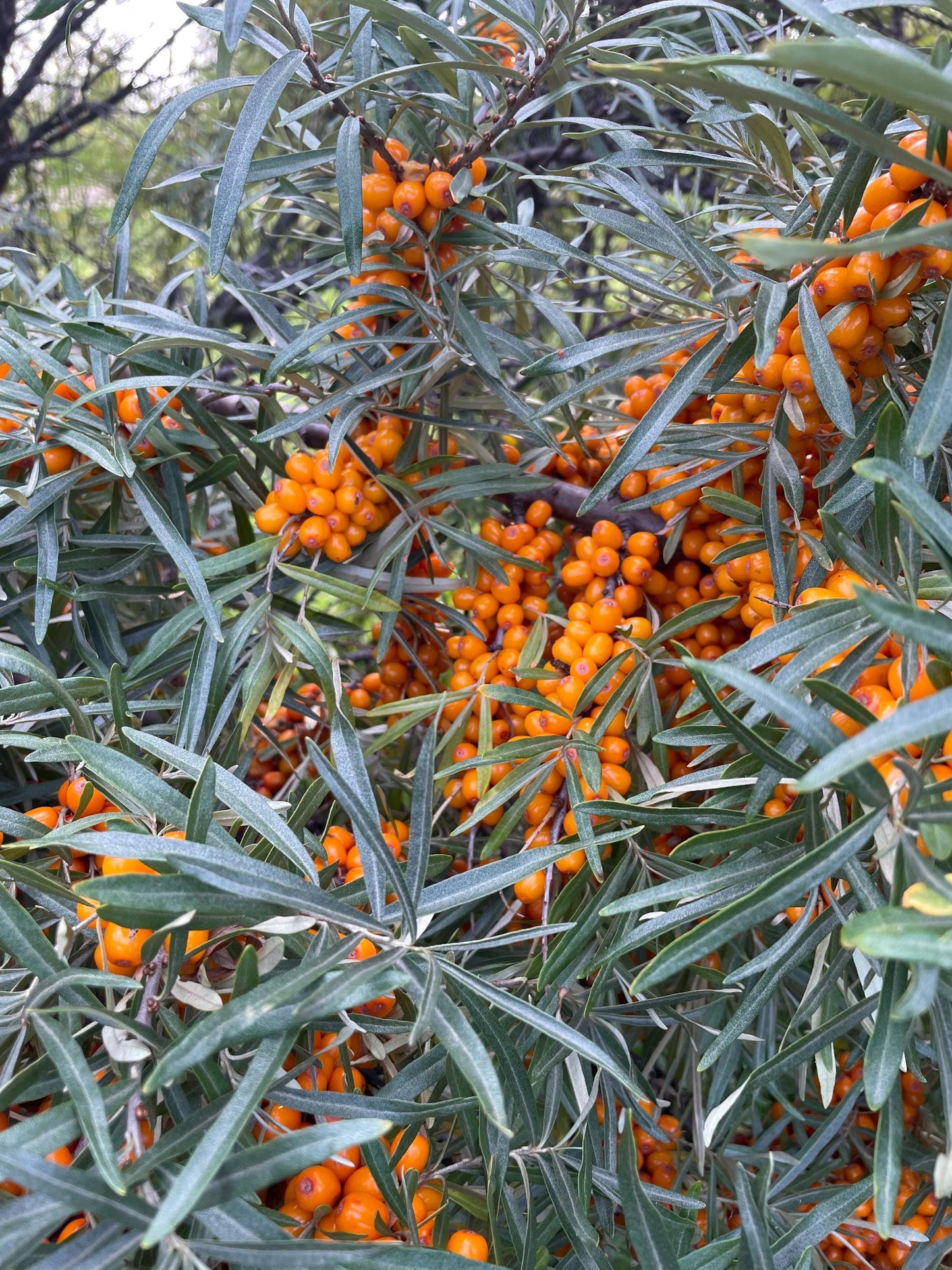 Shelterbelt Seabuckthorn (Hippophae rhamnoides 'Indian Summer') - Zone 3 - 50+ Seeds