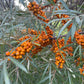 Espino cerval de mar de cinturón protector (Hippophae rhamnoides 'Indian Summer') - Zona 3 - 50+ semillas