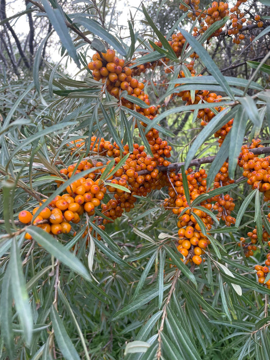 Shelterbelt Seabuckthorn (Hippophae rhamnoides 'Indian Summer') - Zone 3 - 50+ Seeds