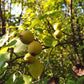 Semillas de pera de Ussuri (Pyrus ussuriensis) - Zona 3 - 40+ semillas