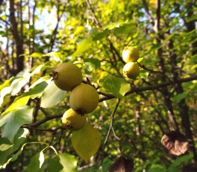 Ussurian Pear Seeds (Pyrus ussuriensis) - Zone 3 - 40+ Seeds