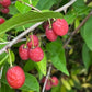 Cherry Prinsepia (Prinsepia sinensis) - Zone 3 - 12+ Seeds