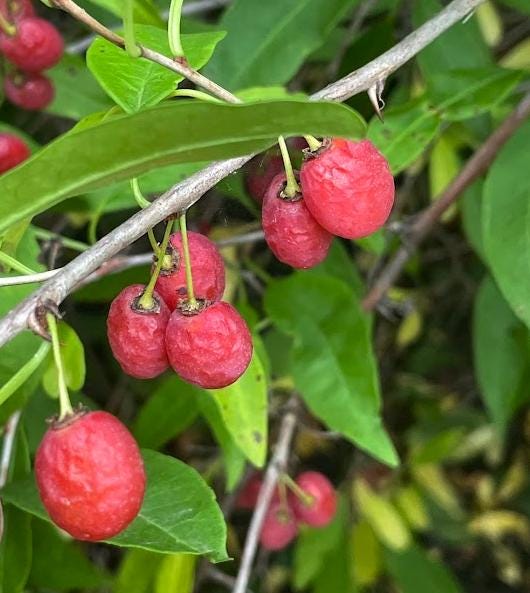 Cherry Prinsepia (Prinsepia sinensis) - Zone 3 - 12+ Seeds