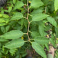 Cherry Prinsepia (Prinsepia sinensis) - Zone 3 - 12+ Seeds