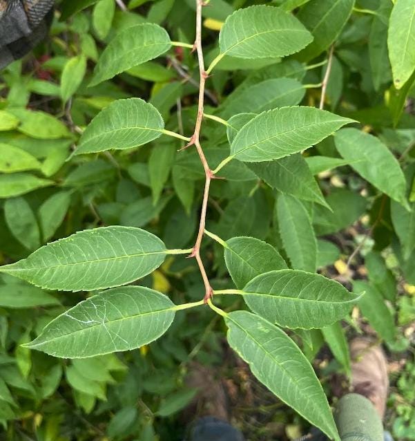 Cherry Prinsepia (Prinsepia sinensis) - Zone 3 - 12+ Seeds