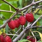 Cherry Prinsepia (Prinsepia sinensis) - Zone 3 - 12+ Seeds