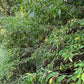 Cherry Prinsepia (Prinsepia sinensis) - Zone 3 - 12+ Seeds