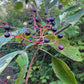 Pagoda Dogwood (Cornus alternifolia) - Native Tree - Zone 3 - 20+ Seeds
