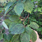 Pagoda Dogwood (Cornus alternifolia) - Native Tree - Zone 3 - 20+ Seeds