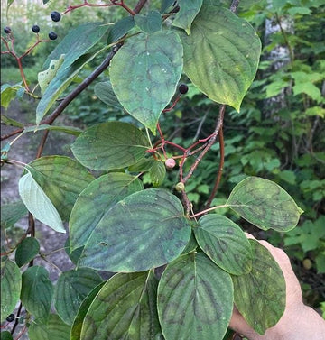 Cornouiller à feuilles alternes · 3