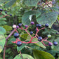 Pagoda Dogwood (Cornus alternifolia) - Native Tree - Zone 3 - 20+ Seeds