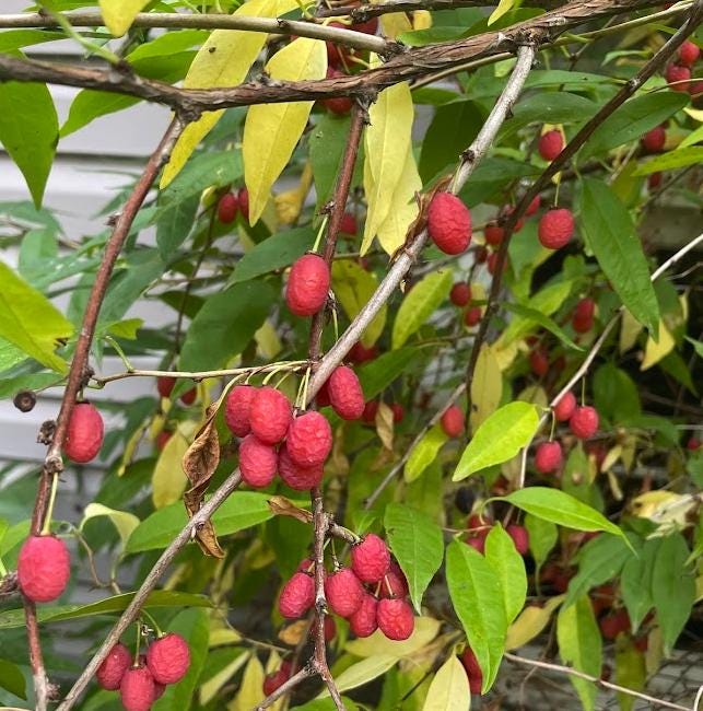 Cherry Prinsepia (Prinsepia sinensis) - Zone 3 - 12+ Seeds