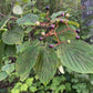 Pagoda Dogwood (Cornus alternifolia) - Native Tree - Zone 3 - 20+ Seeds