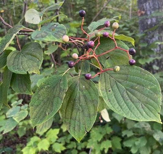 Cornejo de pagoda (Cornus alternifolia): árbol autóctono, zona 3, más de 20 semillas