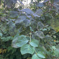 Pagoda Dogwood (Cornus alternifolia) - Native Tree - Zone 3 - 20+ Seeds