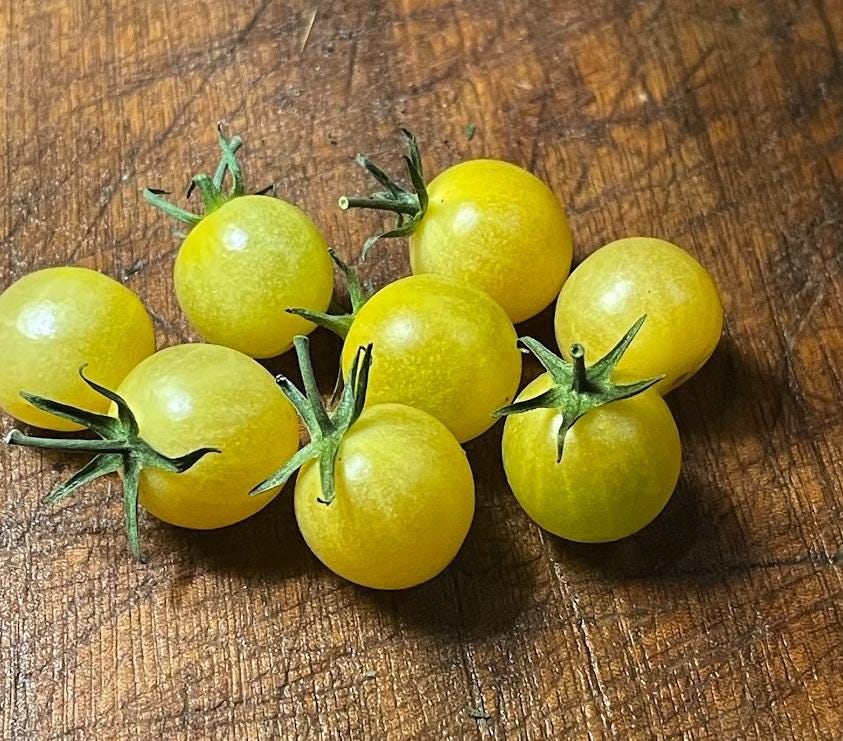 White Rabbit - Tomato Seeds - Heirloom Tomato - 25+ Seeds