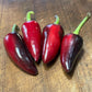Czech Black Pepper - Pepper Seeds - Heirloom Hot Pepper - 10+ Seeds