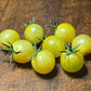 White Rabbit - Tomato Seeds - Heirloom Tomato - 25+ Seeds